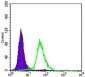 CRTC2 Antibody